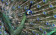 Green Peafowl (male, Pavo muticus)